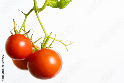Wallpaper Mural Ripe cherry tomatoes on a branch on a white background, copy the place for text Torontodigital.ca