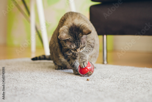 Mature cat is sitting on the carpet and playing with slow feeder toy - red color ball dispenser that slowly feeds the kitty and satisfies cat's inherent need to hunt. Active feline with chellange toy