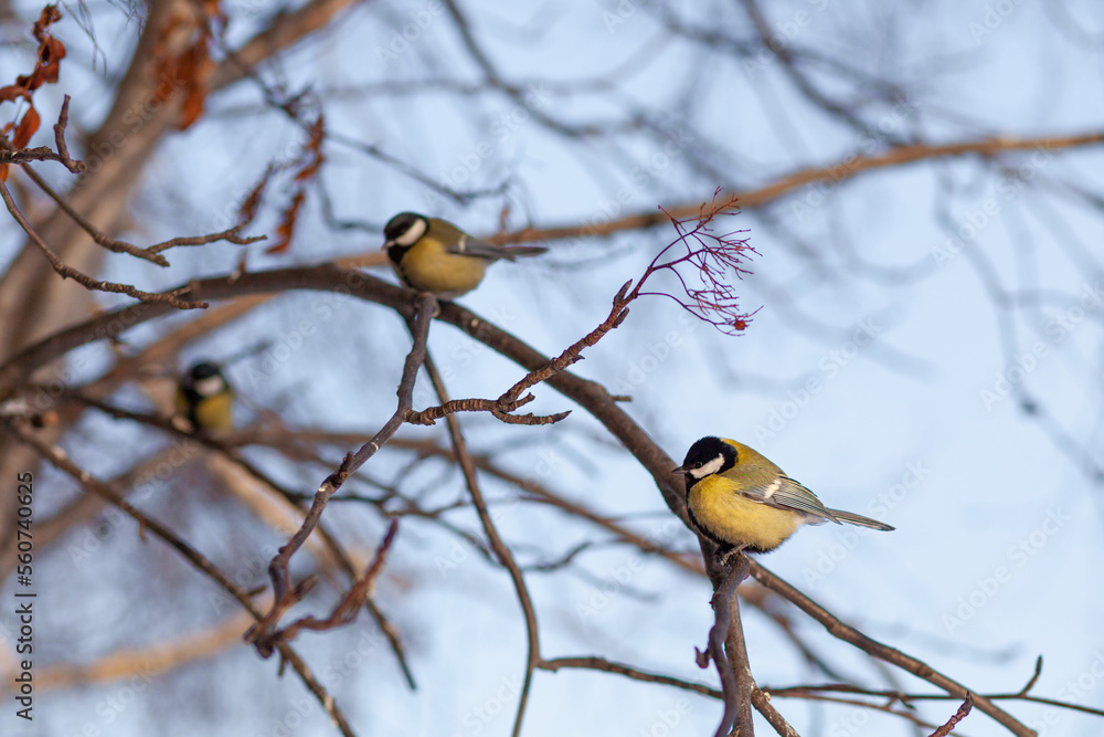 A beautiful little titmouse sits on a branch in winter and flies for food. Other birds are also sitting on the branches. Sparrows and titmice on a branch near the feeder A beautiful little titmouse sits on a branch in winter and flies for food. Other birds are also sitting on the branches. Sparrows and titmice on a branch near the feeder