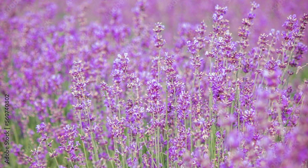 Fototapeta premium Sunset over a purple lavender field. Lavender fields of Valensole, Provence, France. Selective focus