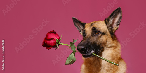 Konstfotografi Concept of Valentine's Day