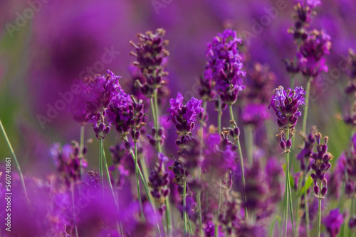 Fototapeta Naklejka Na Ścianę i Meble -  Sunset over a purple lavender field. Lavender fields of Valensole, Provence, France. Selective focus