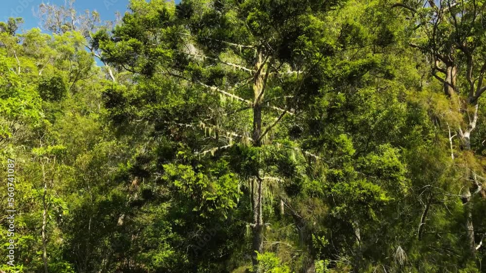 Unique view of a large Australian Hoop Pine tree covered with cascading Lichen emerging from an old growth forest. Unique view of a large Australian Hoop Pine tree covered with cascading Lichen emerging from an old growth forest.