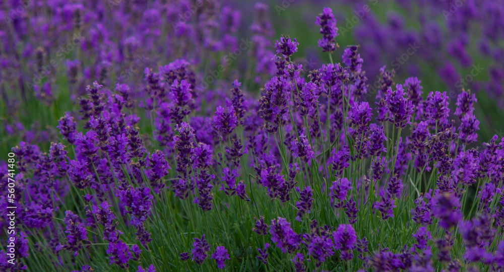 Sunset over a purple lavender field. Lavender fields of Valensole, Provence, France. Selective focus