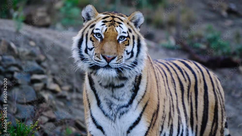 Beautiful Siberian Tiger looking around her territory. Beautiful Siberian Tiger looking around her territory.