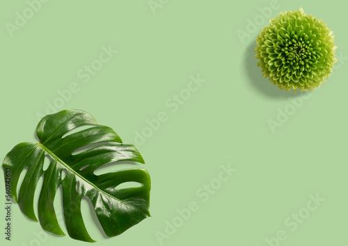 Hoja verde de monstera sobre fodo liso color verde.
Tropical hojas  de la naturaleza de Monstera,  pothos las plantas exóticas sobre fondo verde.  photo