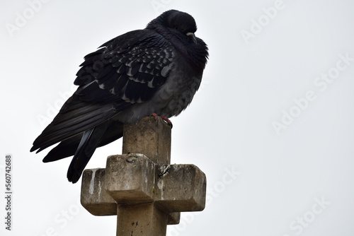 Pigeon standing on a stone cross, Sofia, Bulgaria