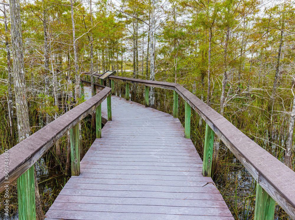 Boardwalk Overlooking Swamp on The Pahayokee Overlook, Everglades National Park, Florida, USA