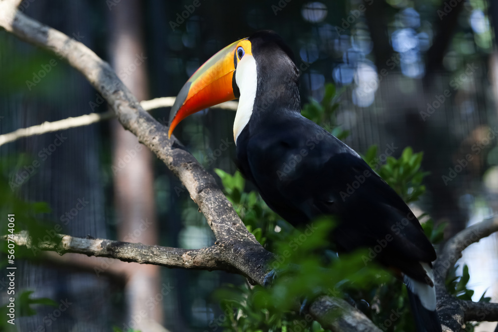 The toco toucan bird on the wood tree The toco toucan bird on the wood tree
