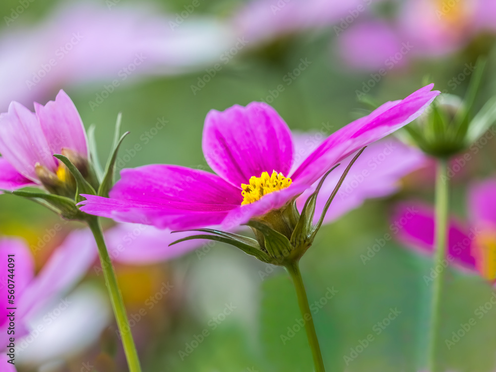 Close up of pink Cosmos flowers in a garden Close up of pink Cosmos flowers in a garden