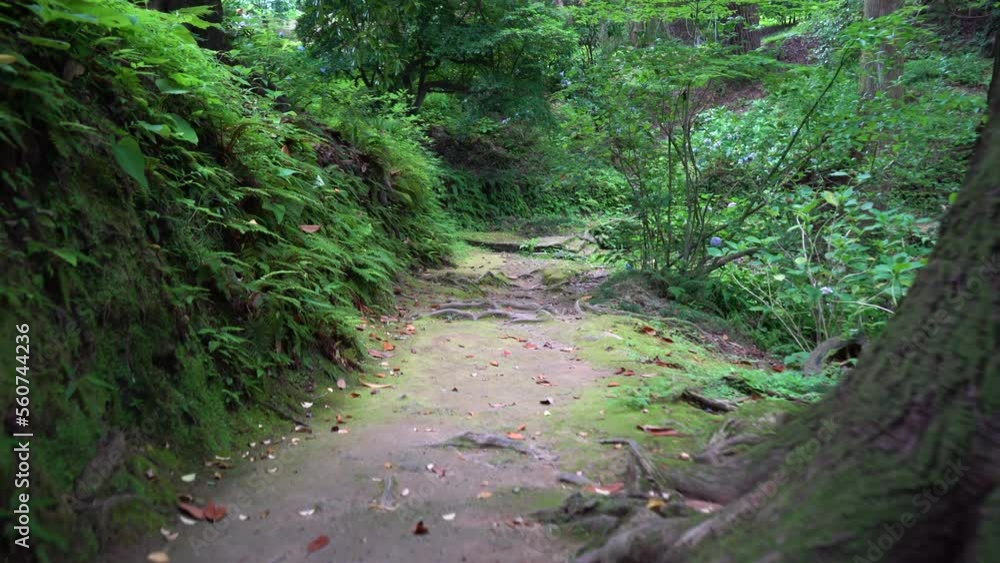 Bamboo alley in the botanical garden. Bamboo alley in the botanical garden.