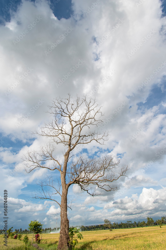 Clouds form leaves on dry trees Clouds form leaves on dry trees