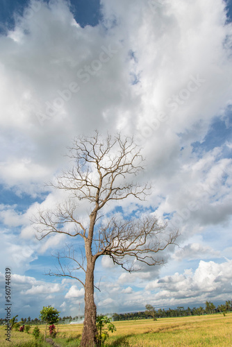 Clouds form leaves on dry trees