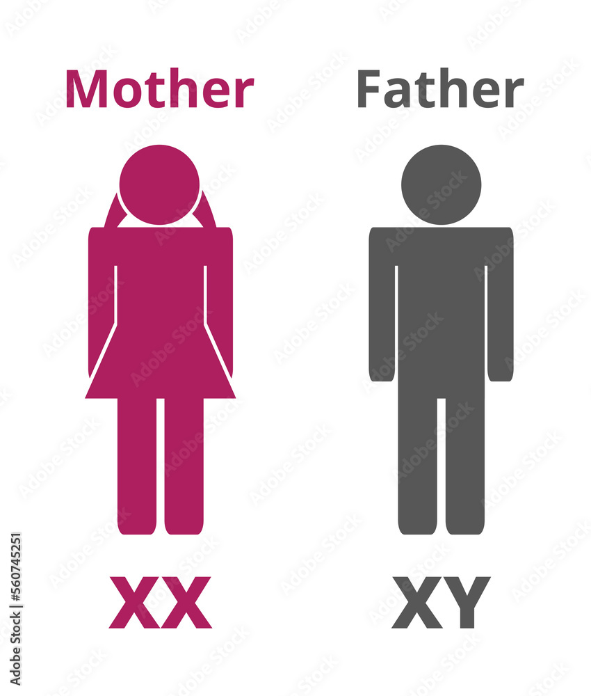 Vector silhouettes or icons with X and Y sex chromosomes, which ...