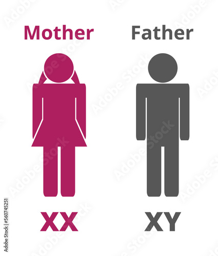 Vector silhouettes or icons with X and Y sex chromosomes, which determine the biological sex. Human sex determination. Mother or female with XX chromosomes and father or male with XY chromosomes. 