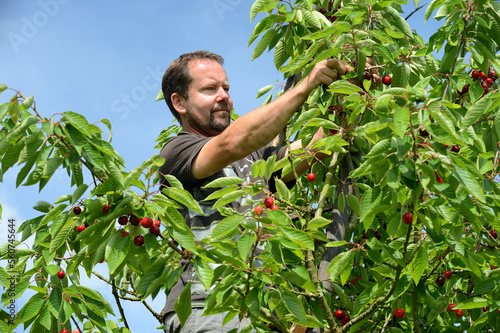 Cueillette de cerises en vallée de Seine près de Jumièges. Variété : bigarreau Hedelfingen photo