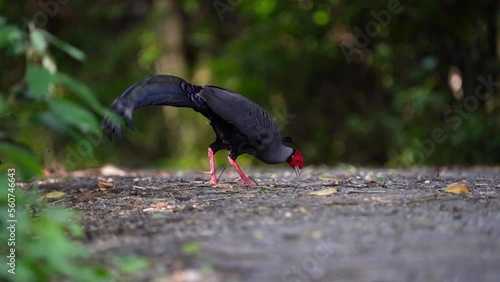 Kalij pheasant ; Lophura leucomelanos living on the ground. photo