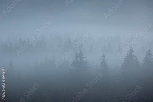 Misty landscape with spruce forest