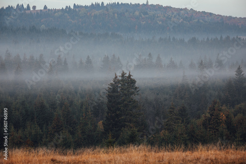 Misty landscape with spruce forest.Carpathian mountains in the background.Autumn season.