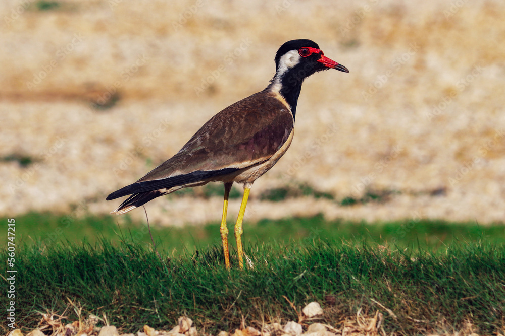 Red-wattled lapwing (Vanellus indicus) in Sri Lanka Red-wattled lapwing (Vanellus indicus) in Sri Lanka