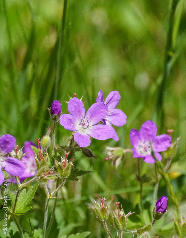 flowers in the garden