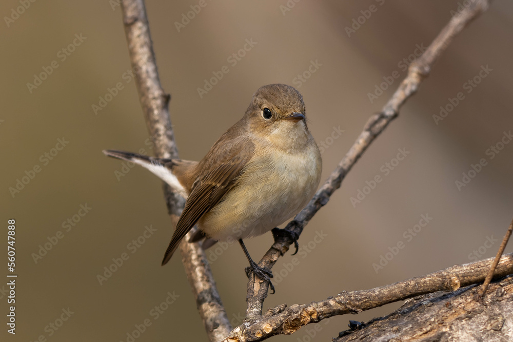 Fototapeta premium 森林公園に居ついたニシオジロビタキ