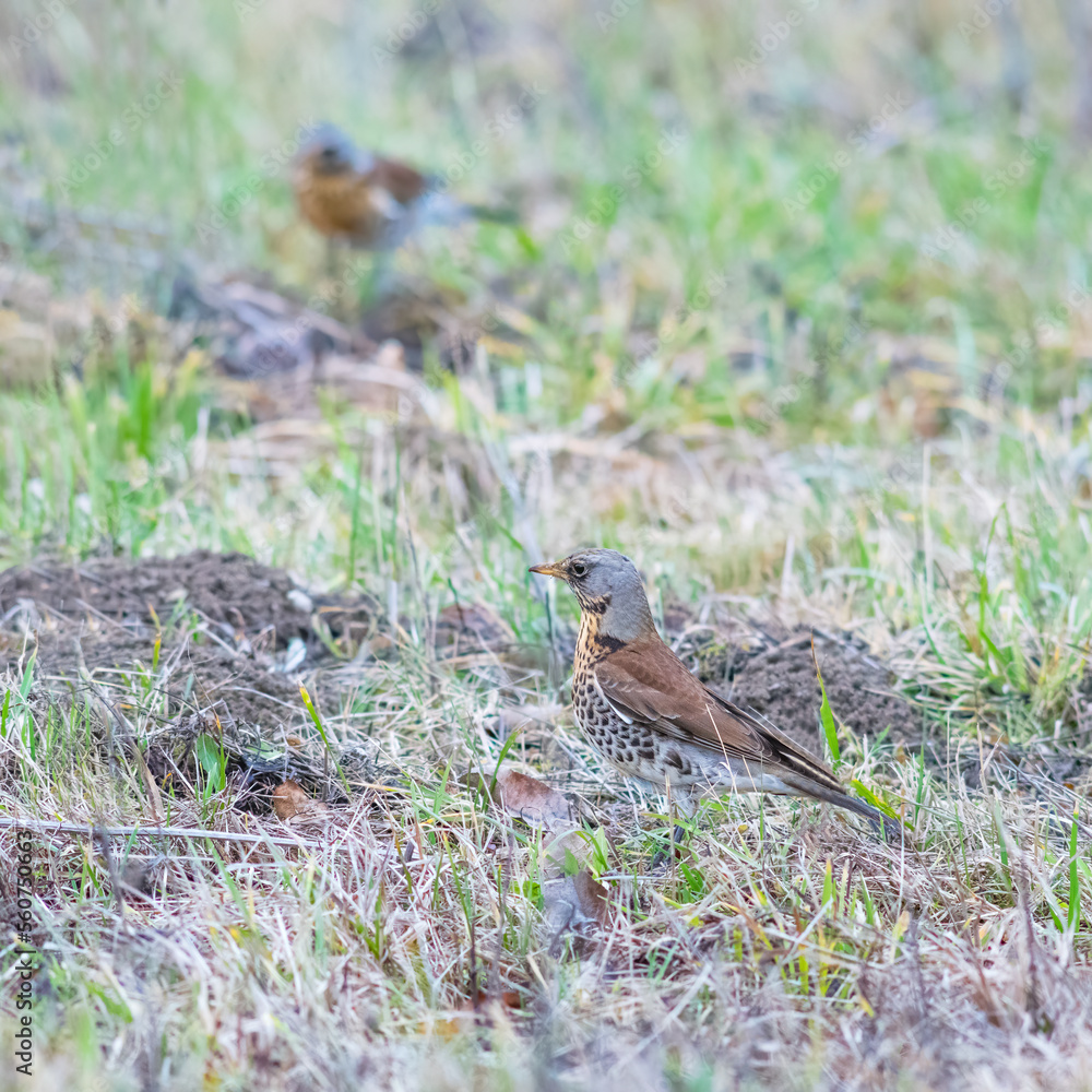 Fieldfare (Turdus pilaris) in a biotope in a meadow Fieldfare (Turdus pilaris) in a biotope in a meadow