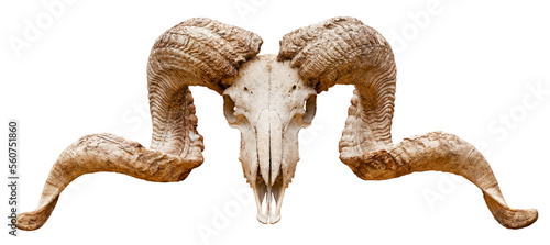 Cut out Ram skull