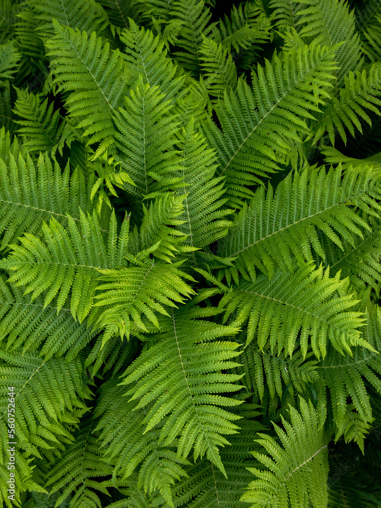 green leaf green leaf
