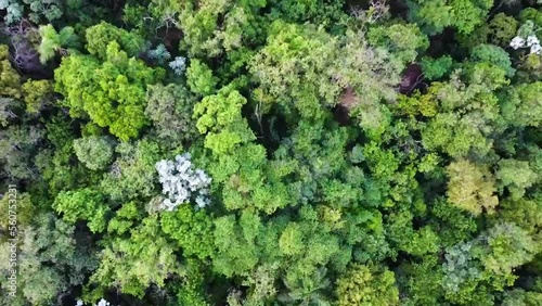 Trees brazilian forest mata atlantica drone zooming out photo