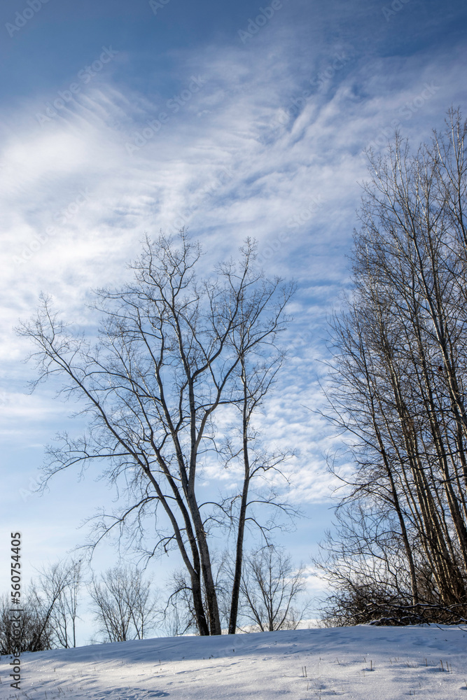 A bare deciduous tree with ice on its branches in a snowy field,  sunny, nobody