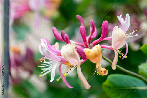 A flower of climbing honeysuckle, Lonicera sp, with dark pink, cream and yellow petals form the distinctive tubular flowers typical of English cottage gardens