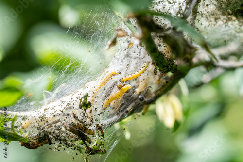 The silk webbing woven nest of the Spindle Ermine moth, Yponomeuta cagnagella with the caterpillar lavae clearly visible within photo
