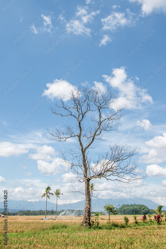 Clouds form leaves on dry trees Clouds form leaves on dry trees