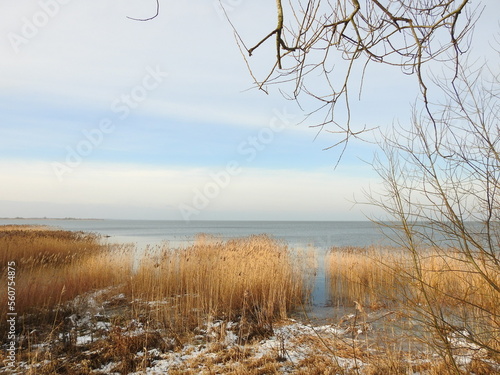 Fotografi curonian lagoon in the winter