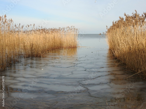 reeds on the beach of curonian lagoon photo