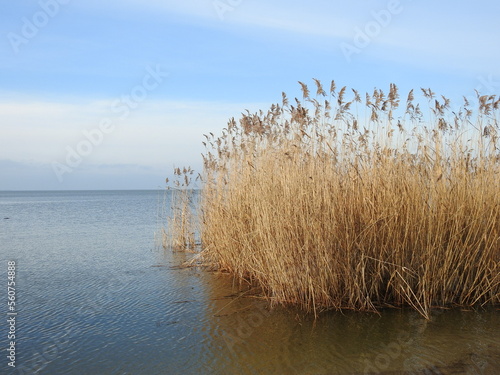 Fotografi reeds on the beach of curonian lagoon