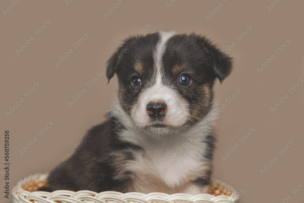 Welsh Corgi Cardigan cute fluffy dog puppy. Close-up portrait of puppy, funny animal