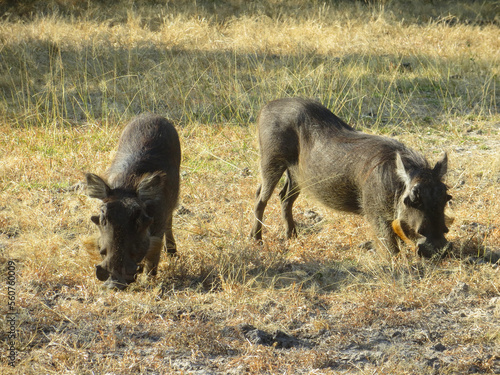 Wild boars in Mosi oa Tunya National Park, Zambia photo