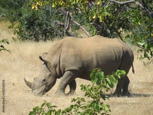 Rhino in Mosi oa Tunya National Park, Zambia photo