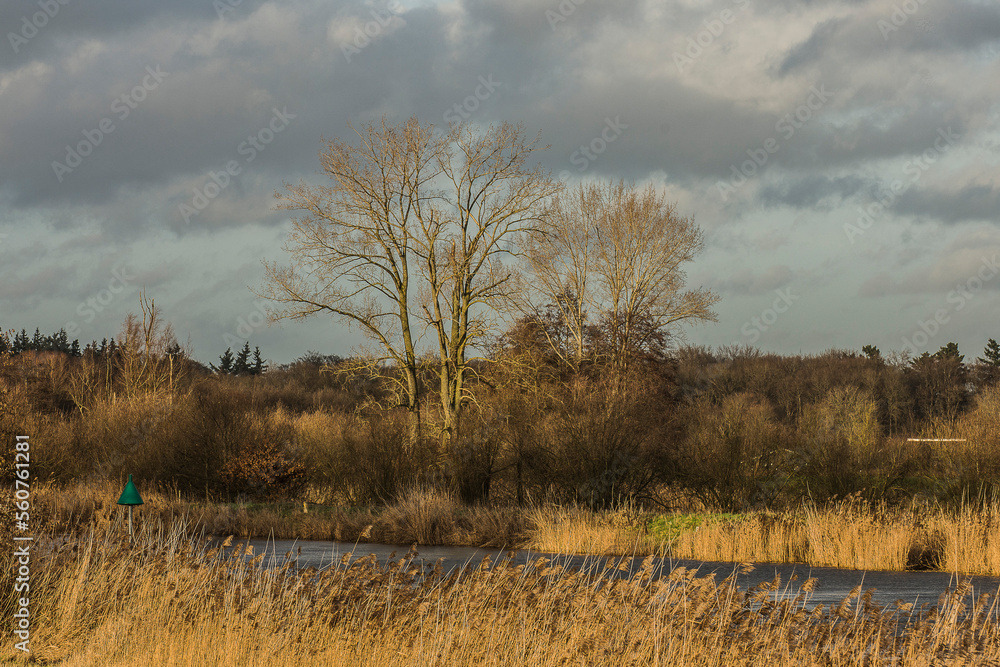 golden sunlight on a bald tree and reed at the end of the afternoon in a nature area near river Oude IJssel in winter golden sunlight on a bald tree and reed at the end of the afternoon in a nature area near river Oude IJssel in winter
