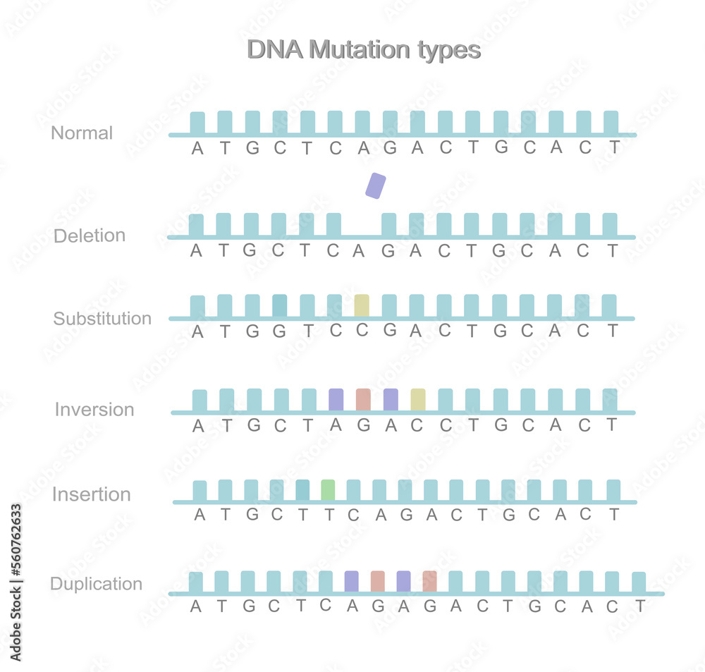 The types of DNA mutation: Deletion, Substitution, Inversion, Insertion and Duplication that picture shows the comparison between normal and mutated sequences on DNA strands.