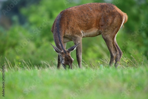 Deer hind grazing on grass meadow in summer © Pavol Klimek