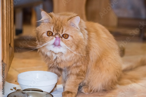 Red fluffy charming Persian breed cat is eating dry professional cat food from a bowl
