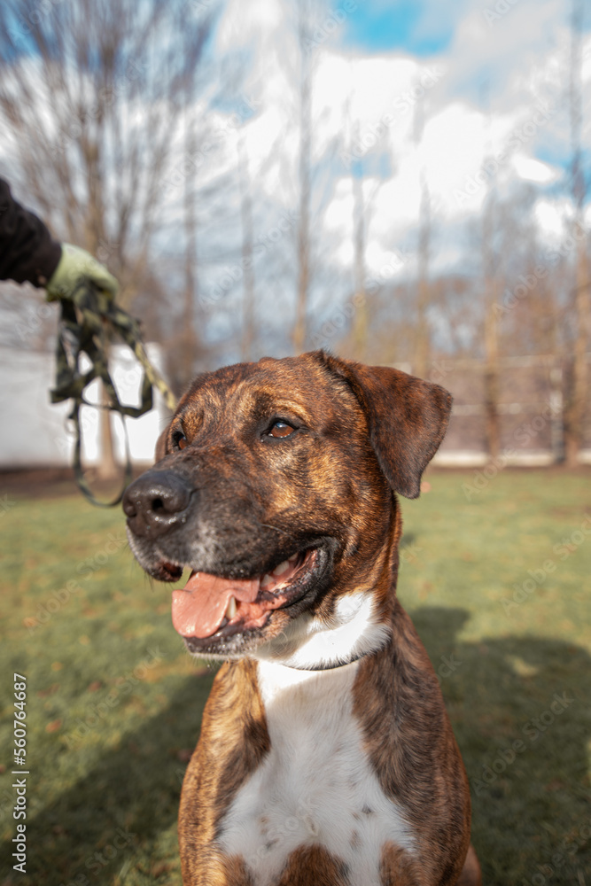 portrait of a dog