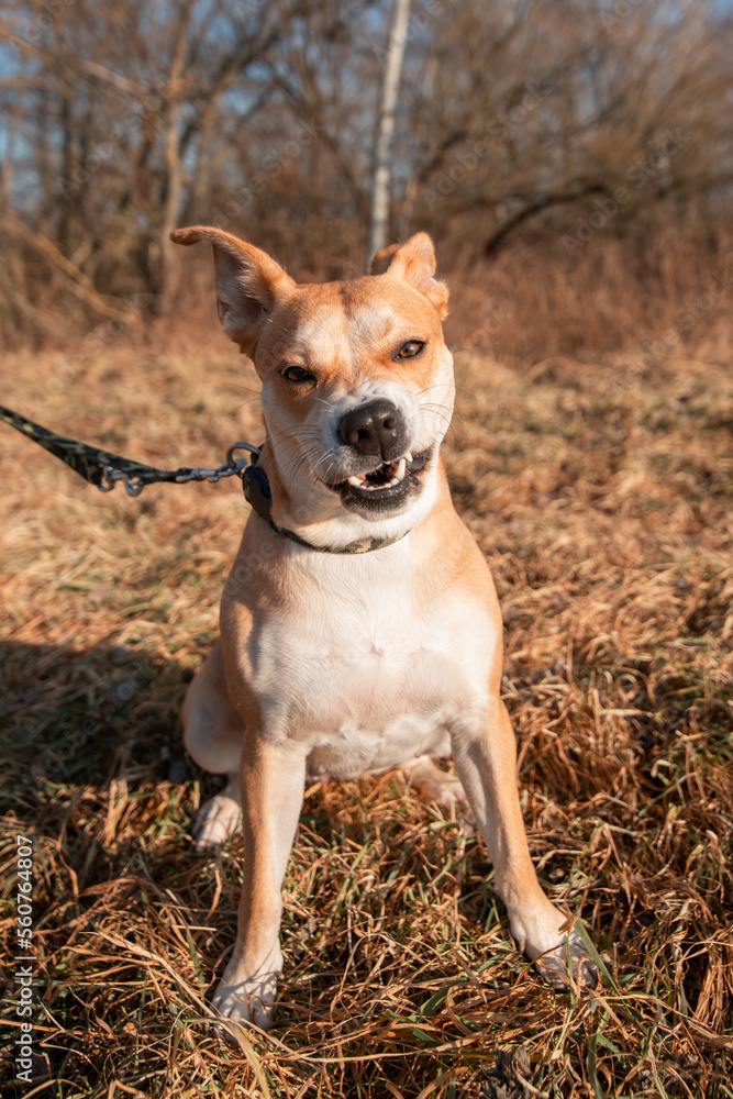 Dog in the park, portrait of a dog