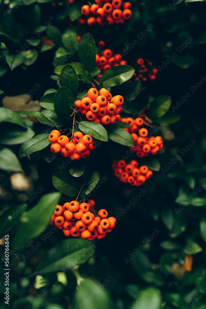 Pyracantha coccinea. Firethorn berries Pyracantha coccinea. Firethorn berries