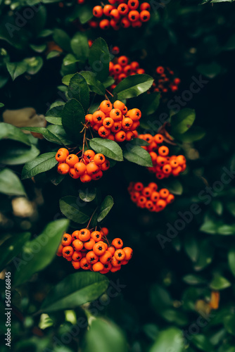 Pyracantha coccinea. Firethorn berries