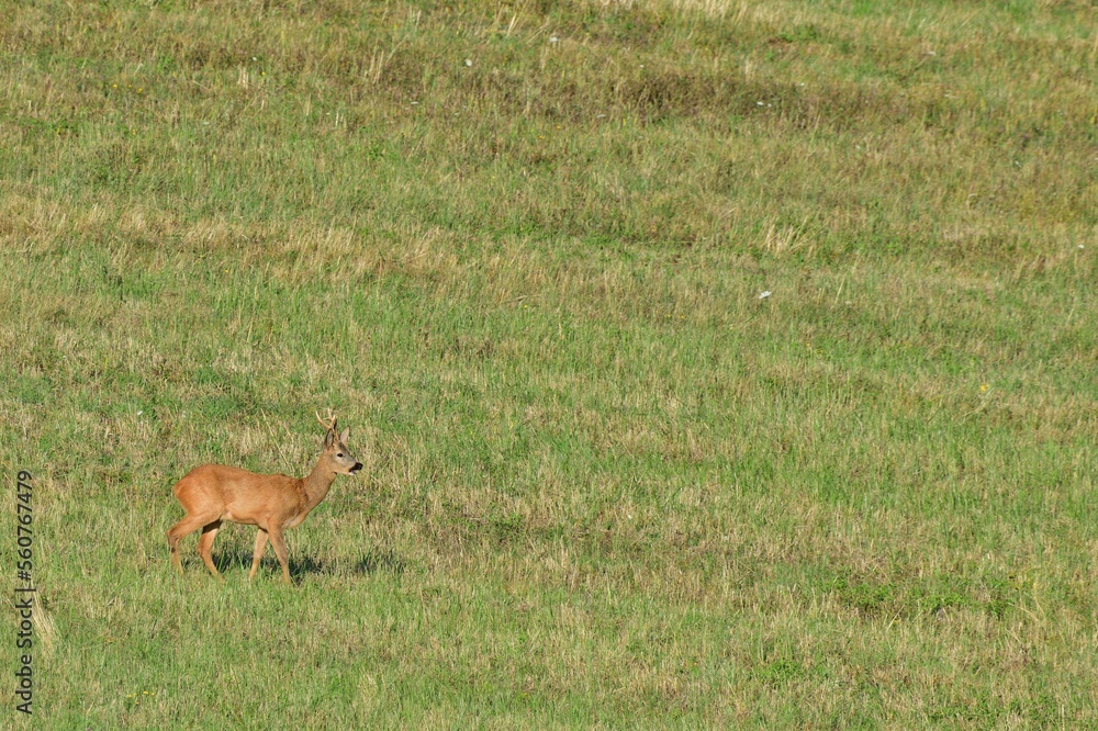 Roe deer grazing grass on meadow during mating season Roe deer grazing grass on meadow during mating season