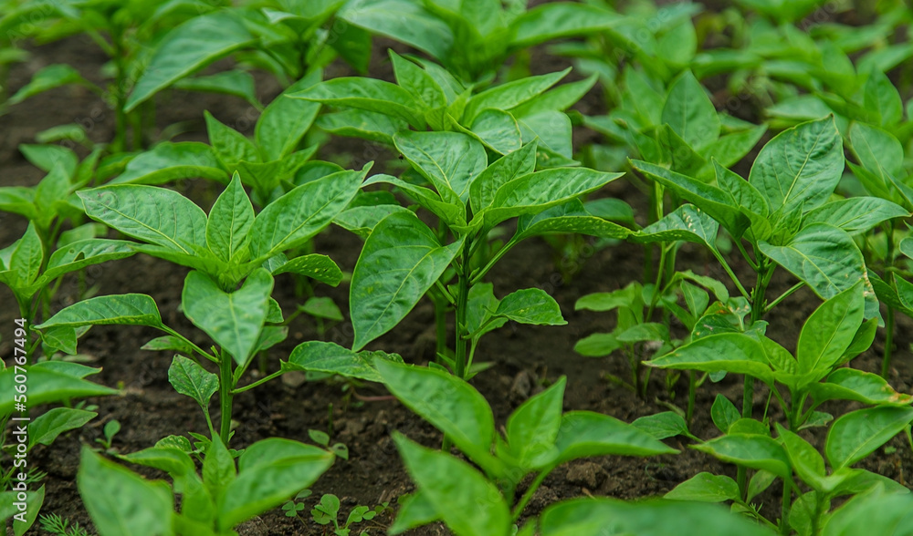 Pepper seedlings in a greenhouse. Selective focus. Pepper seedlings in a greenhouse. Selective focus.